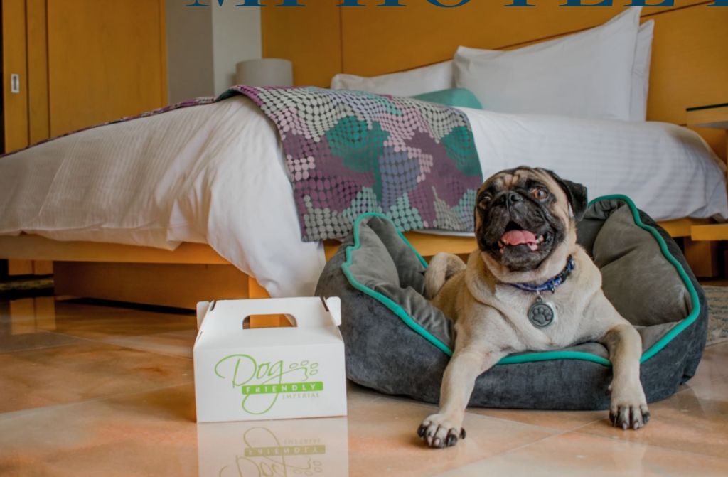 Mundo Imperial lanzó diversas iniciativas entre las que destacan las medidas “Pet Friendly”