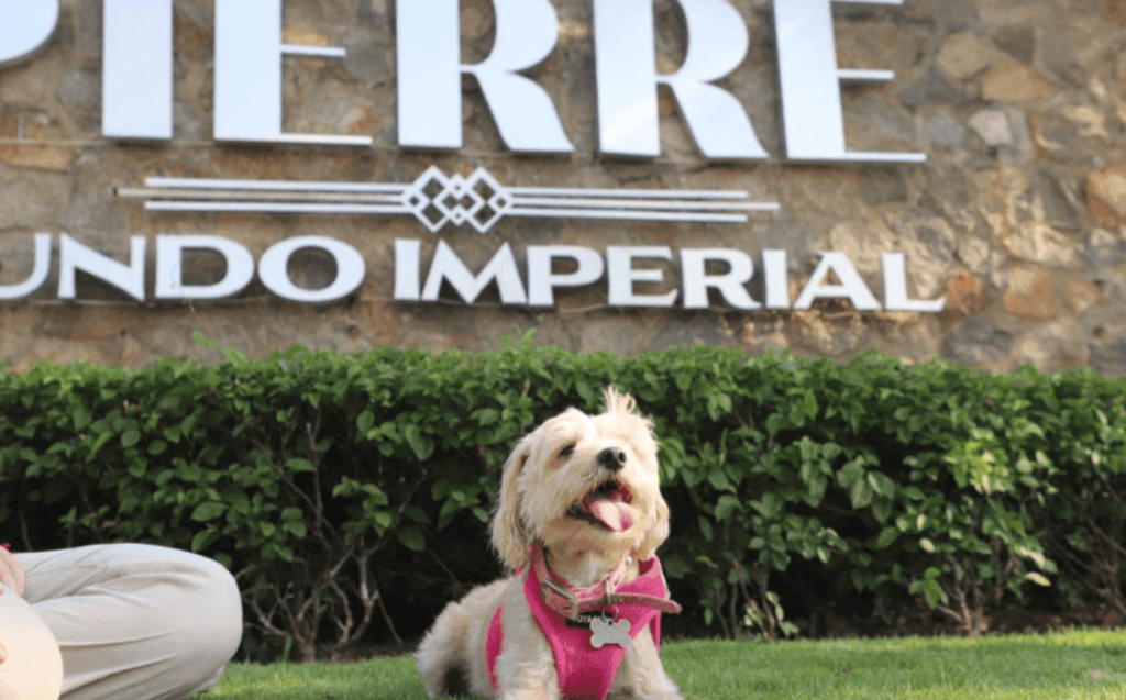 visitantes que viajan con sus mascotas