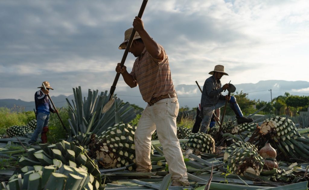 Mezcal