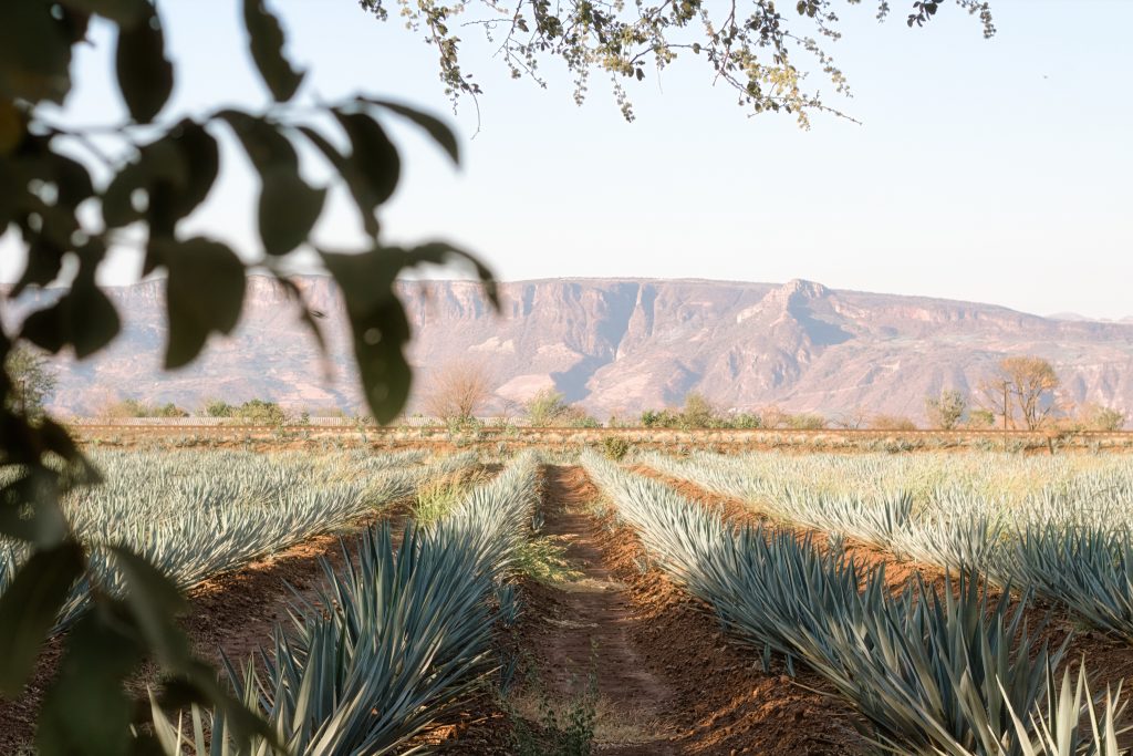 Agave. Mezcal.