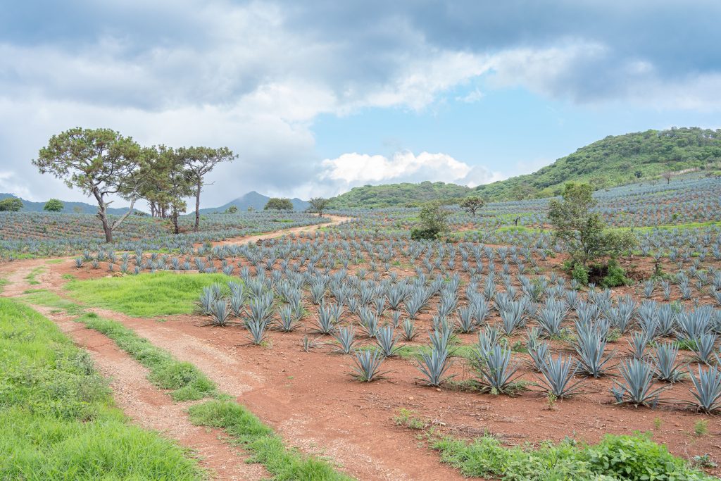 Más allá de Jalisco. ¡Otros destinos tequileros en México!