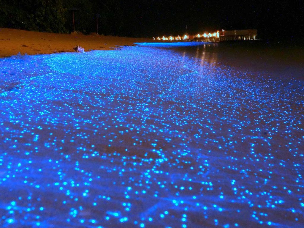 Laguna de Manialtepec, Oaxaca (bioluminiscencia y fuego estelar)