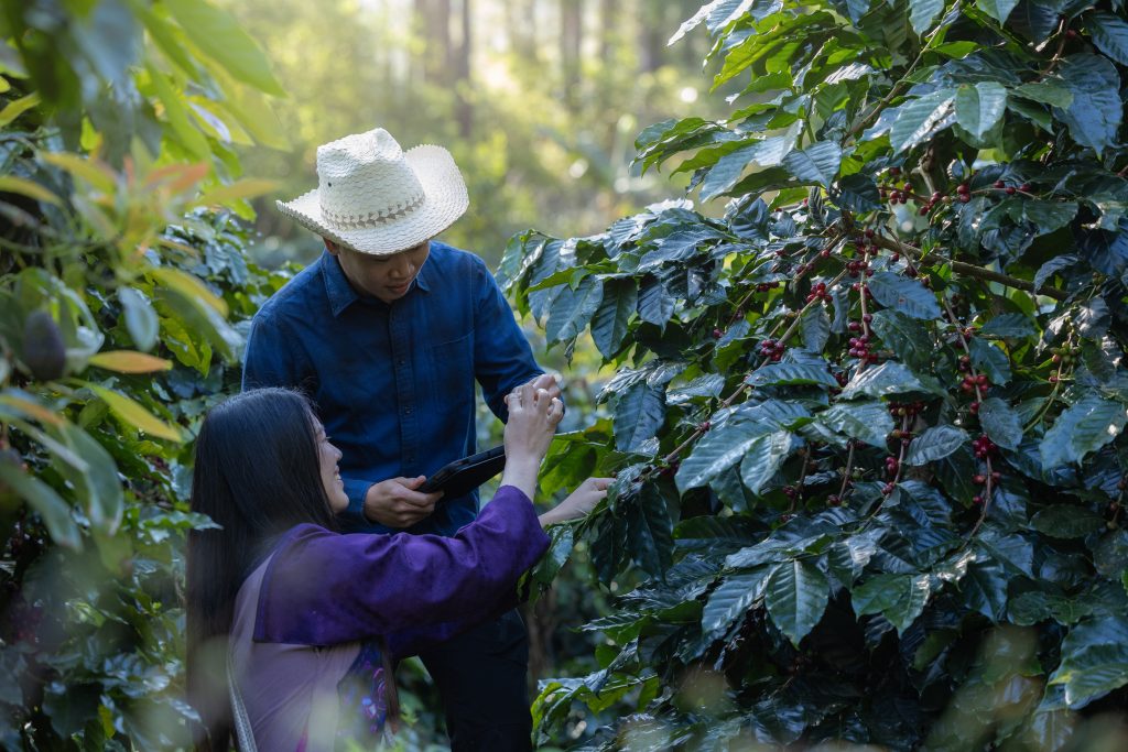 Ruta del café México