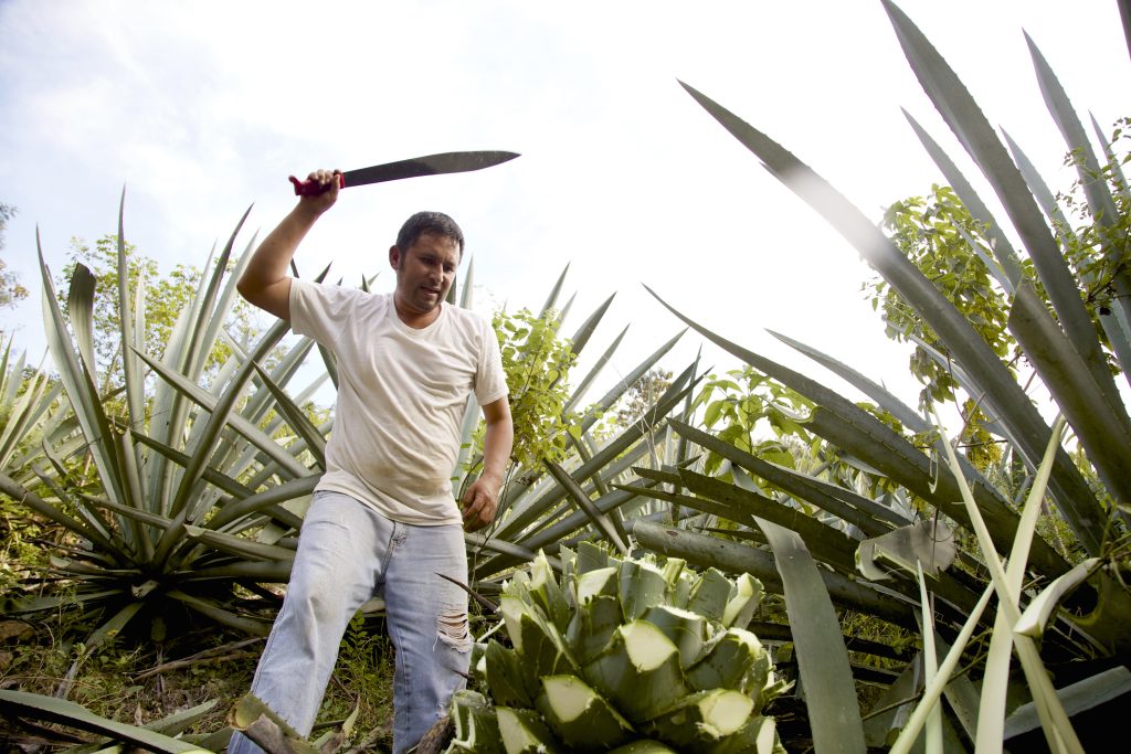 Del campo a la copa. ¿Cómo nace el tequila?