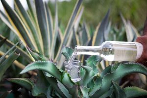 Ruta del mezcal cerca de CDMX. ¡Vive experiencias artesanales y cultura en cada sorbo!