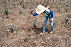 El futuro del tequila. Innovación, sostenibilidad y turismo responsable