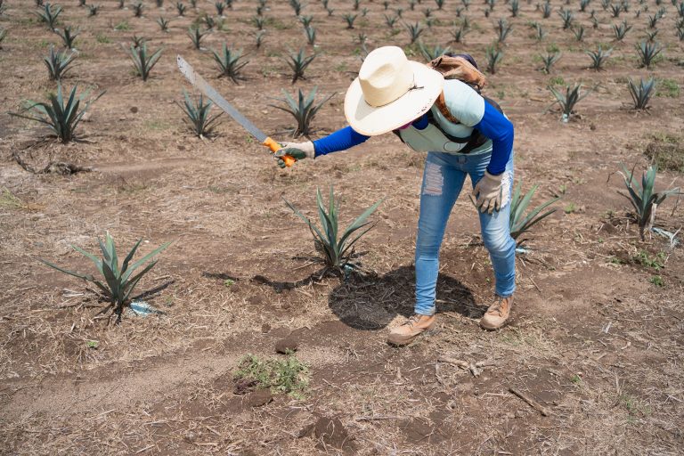 El futuro del tequila. Innovación, sostenibilidad y turismo responsable