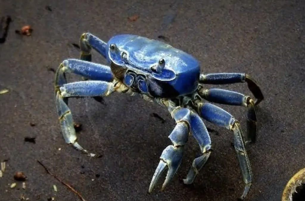 El cangrejo azul es uno de los animales playeros más emblemáticos de México