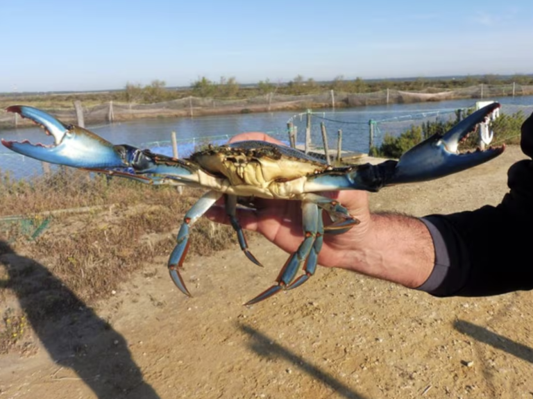 Cangrejo azul en México: amenaza de extinción y su importancia para las costas
