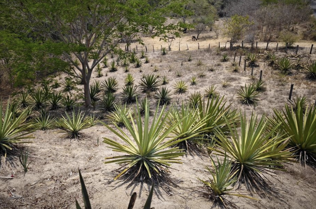 La Ruta del Agave en Manzanillo