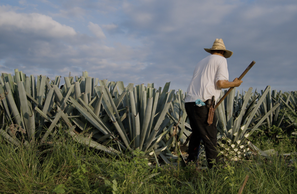 La Ruta del Agave en Manzanillo es un recorrido turístico