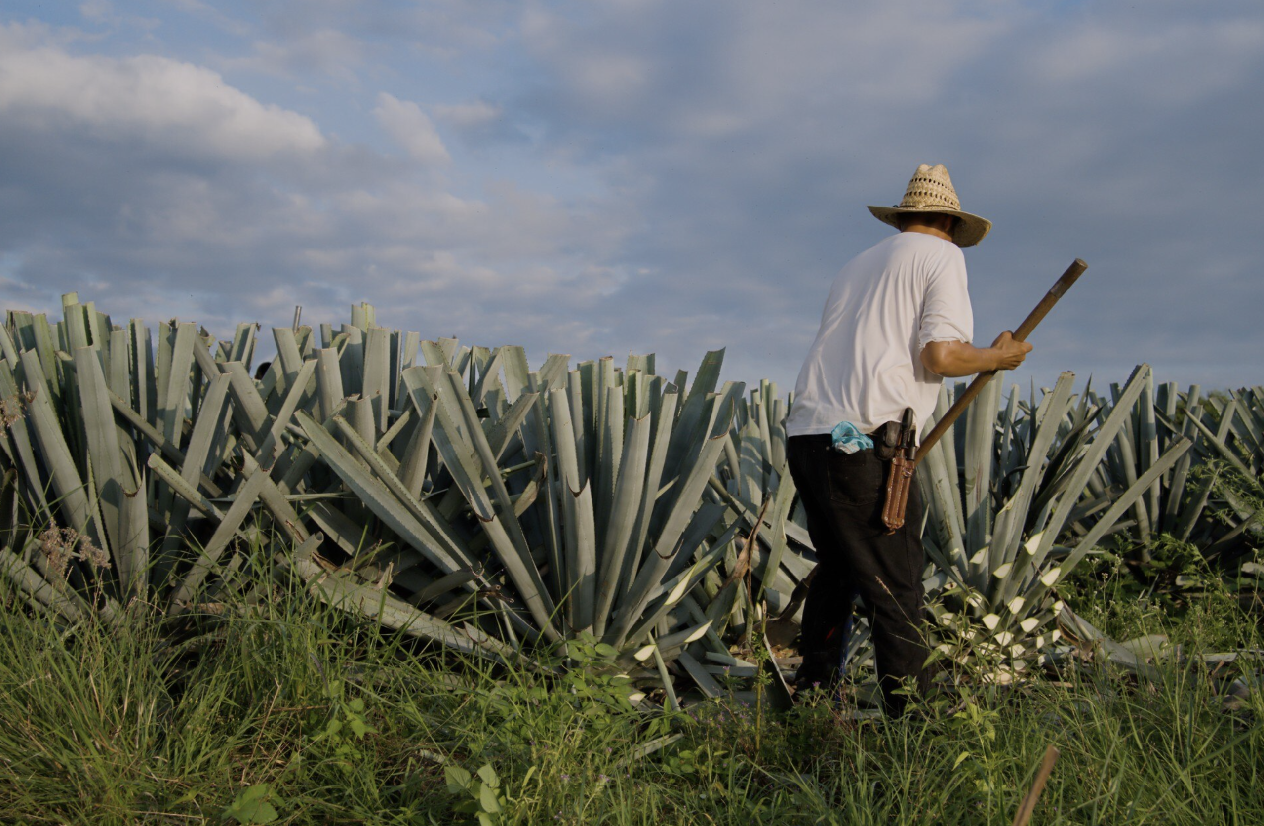 La Ruta del Agave en Manzanillo es un recorrido turístico