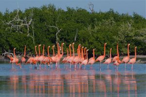 Isla Arena, Campeche: el paraíso entre manglares y flamencos que pocos conocen