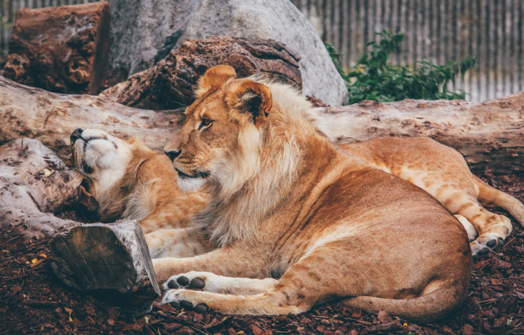 El Día Mundial del León se celebra con actividades como campañas de educación, eventos en reservas naturales