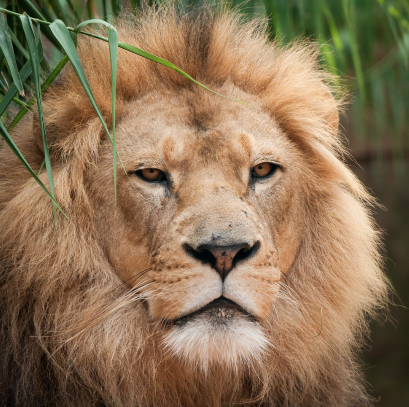 Los turistas pueden observar leones en varios parques zoológicos y safaris especializados