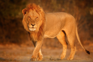 el Día Mundial del León