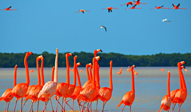 Isla Arena, Campeche: el paraíso entre manglares y flamencos que pocos conocen
