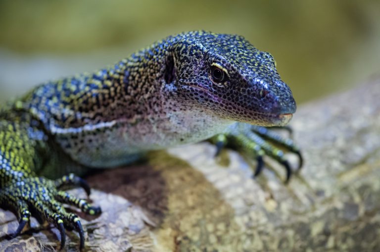 5 lugares en México donde puedes encontrar lagartos y admirarlos en su hábitat