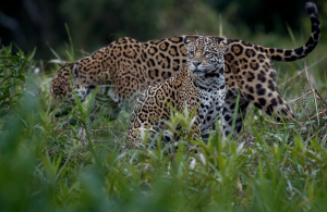 Jaguares en la selva