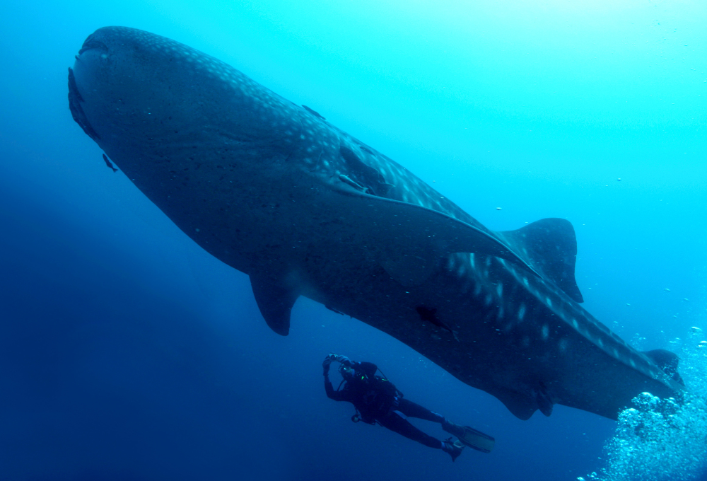 Tiburones ballena. De mayo a septiembre, estos gigantes inofensivos llegan en busca de alimento al ecosistema de Holbox.