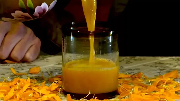 El curado de cempasúchil, una bebida tradicional que mezcla pulque con pétalos de la flor de muertos. Descubre cómo esta tradición puede beneficiar tu salud y sentido cultural.