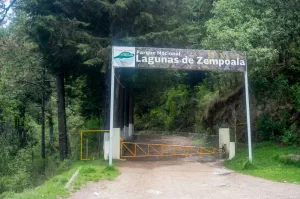 A poco más de una hora de la CDMX se encuentra un paraíso rodeado de montañas, pinos y niebla. Conoce el destino perfecto para quienes buscan escapar del ruido y conectar con la naturaleza.