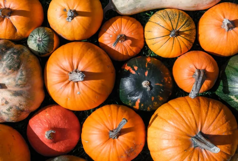 Calabaza es un ingrediente típico en temporada de otoño