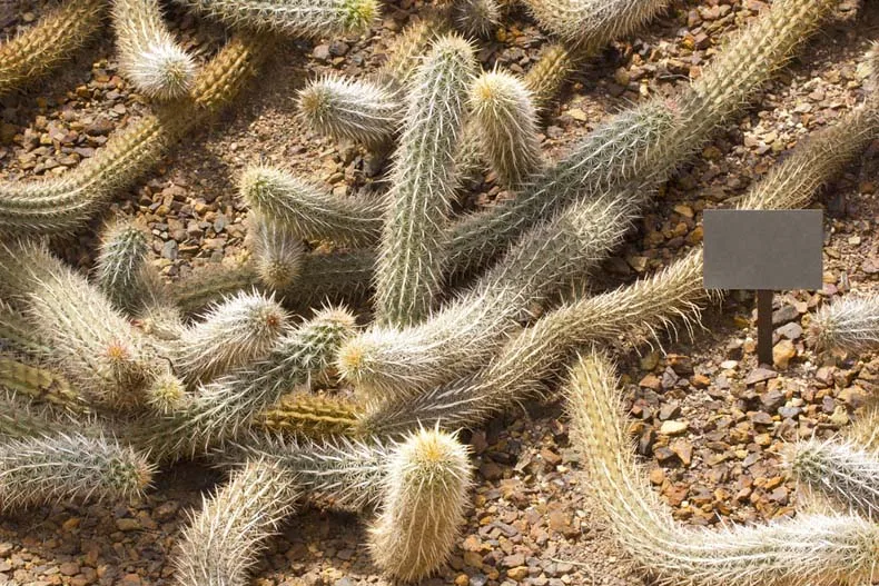 Descubre las 5 joyas botánicas endémicas más fascinantes de la Península de Baja California. Aprende cómo puedes admirar estas maravillas naturales en tus viajes, promoviendo un turismo responsable y consciente.
