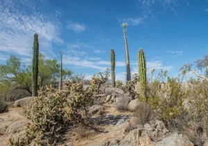 Descubre las 5 joyas botánicas endémicas más fascinantes de la Península de Baja California. Aprende cómo puedes admirar estas maravillas naturales en tus viajes, promoviendo un turismo responsable y consciente.