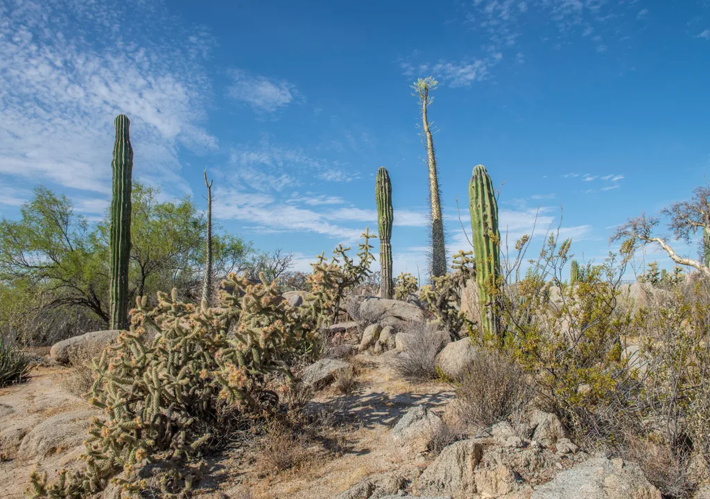 Descubre las 5 joyas botánicas endémicas más fascinantes de la Península de Baja California. Aprende cómo puedes admirar estas maravillas naturales en tus viajes, promoviendo un turismo responsable y consciente.