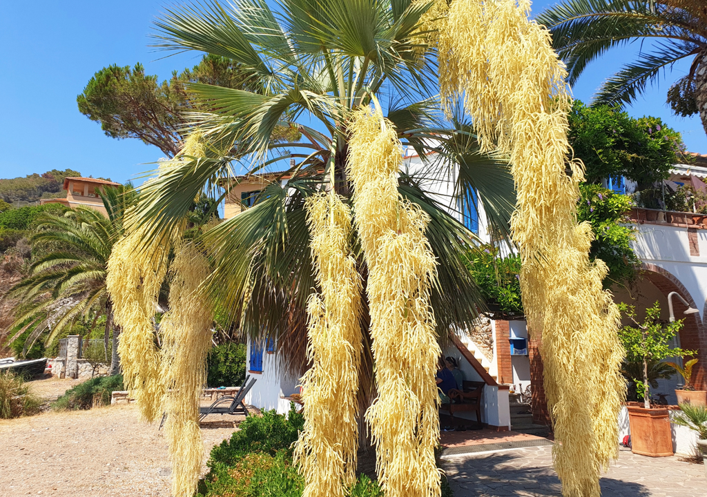 Descubre las 5 joyas botánicas endémicas más fascinantes de la Península de Baja California. Aprende cómo puedes admirar estas maravillas naturales en tus viajes, promoviendo un turismo responsable y consciente.