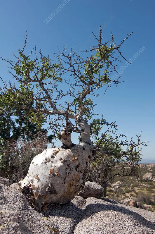 Descubre las 5 joyas botánicas endémicas más fascinantes de la Península de Baja California. Aprende cómo puedes admirar estas maravillas naturales en tus viajes, promoviendo un turismo responsable y consciente.