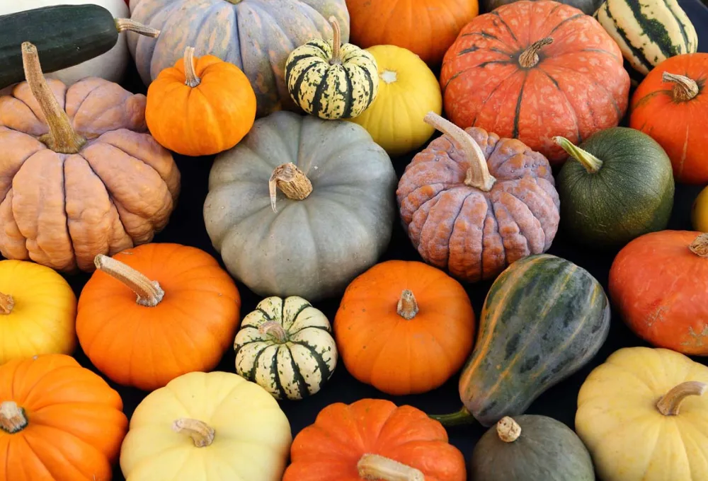 Gastronomía otoñal mexicana. Calabaza de castilla.