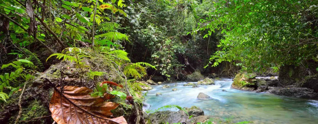En el Día Internacional de las Reservas de la Biosfera, descubre cinco de los santuarios naturales más fascinantes de México. Conoce su historia, su riqueza biológica y cómo visitarlos de forma responsable.