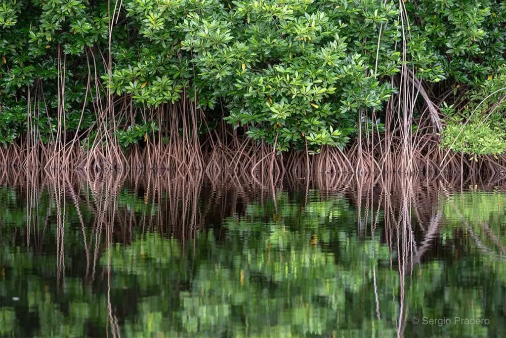 En el Día Internacional de las Reservas de la Biosfera, descubre cinco de los santuarios naturales más fascinantes de México. Conoce su historia, su riqueza biológica y cómo visitarlos de forma responsable.