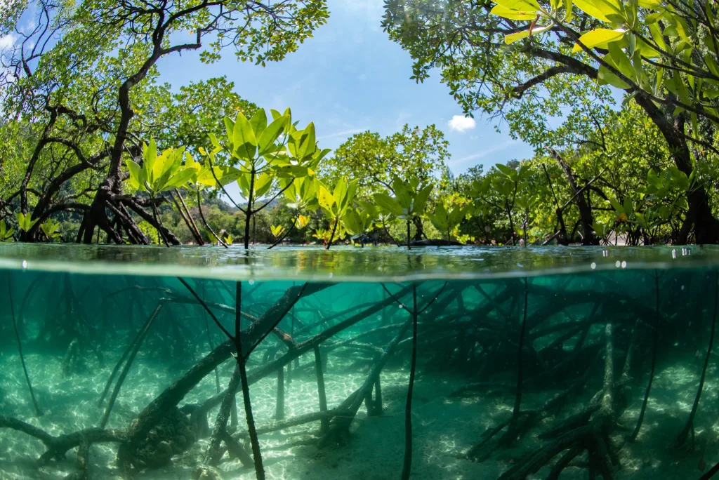 La Laguna de Nichupté es uno de los tesoros naturales más impresionantes de Cancún. Entre manglares, aves exóticas y aguas turquesas, este destino invita a vivir una experiencia de ecoturismo y aventura que revela el lado más natural del Caribe mexicano.