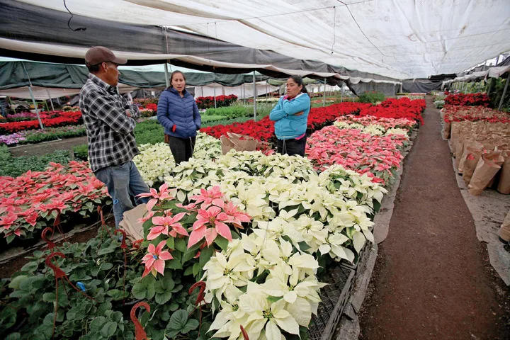 Si buscas dónde comprar nochebuenas en Monterrey esta temporada navideña, aquí encontrarás una guía para elegir las mejores.
