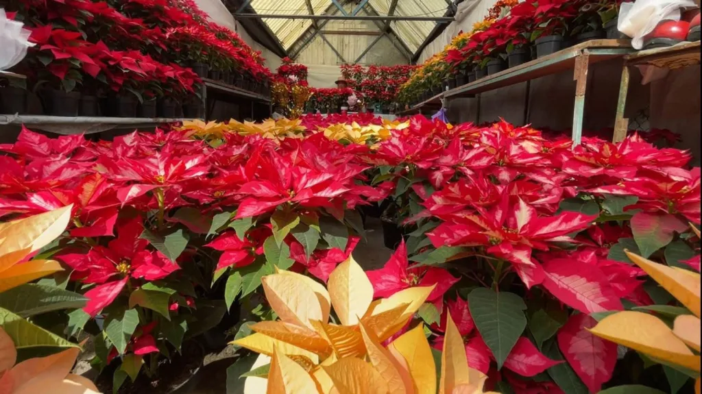 Si buscas dónde comprar nochebuenas en Monterrey esta temporada navideña, aquí encontrarás una guía para elegir las mejores.