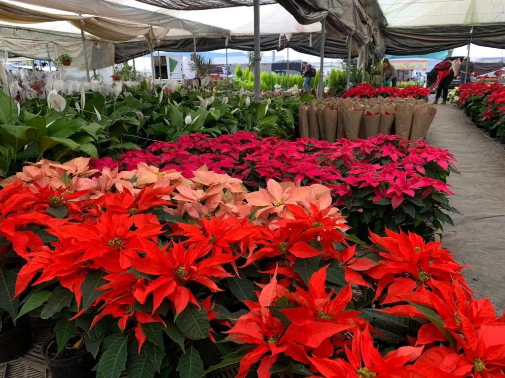 Si buscas dónde comprar nochebuenas en Monterrey esta temporada navideña, aquí encontrarás una guía para elegir las mejores.