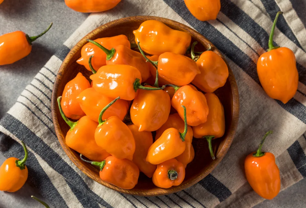 Chile habanero: 5 datos científicos (y picantes) que explican su fama mundial en la Escala Scoville
