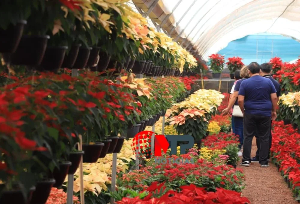 Venta de nochebuenas en Atlixco, Puebla.