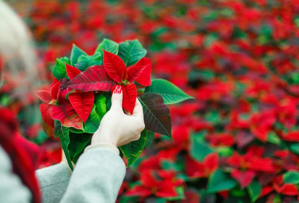 Ruta de la nochebuena