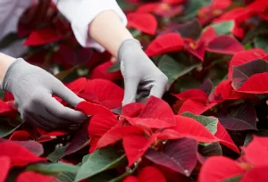 Cuidados de la flor de nochebuena