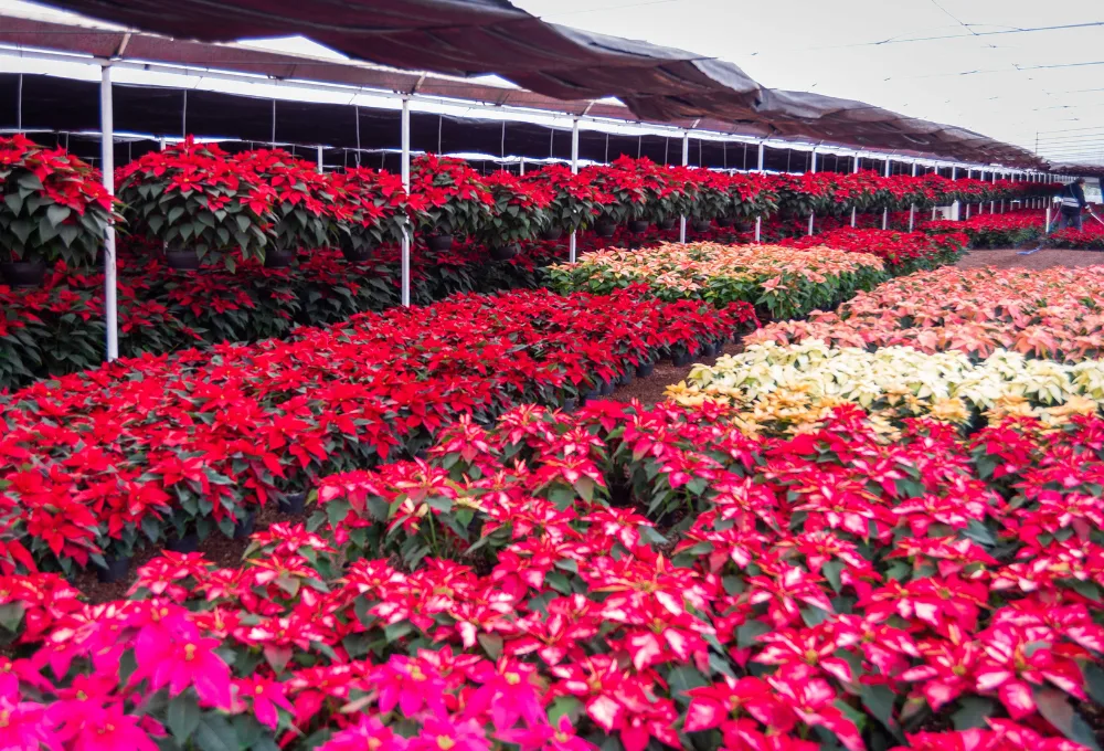 Nochebuenas en Cuemanco.