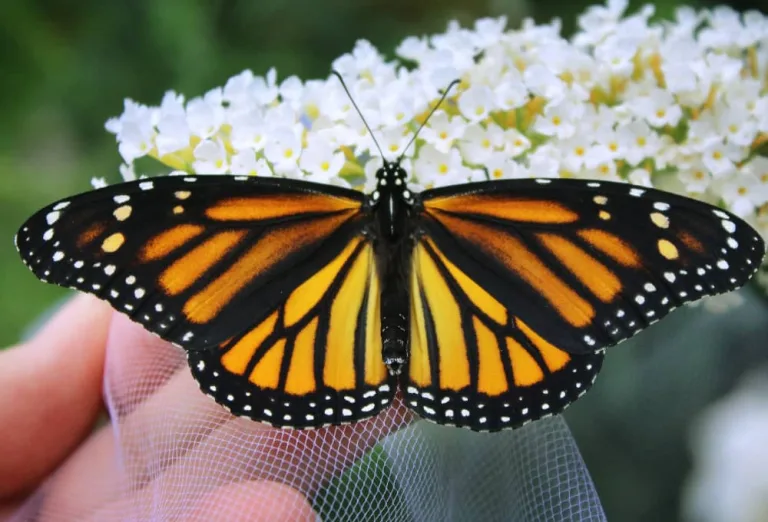 Mariposa Monarca, un símbolo de México