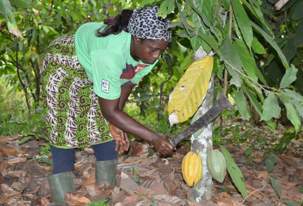 Costa de Marfil, número uno como productor de cacao.