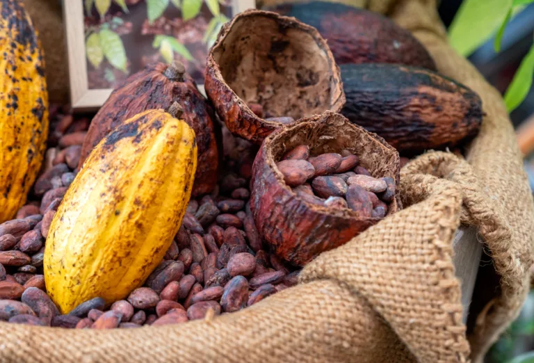 Cacao
