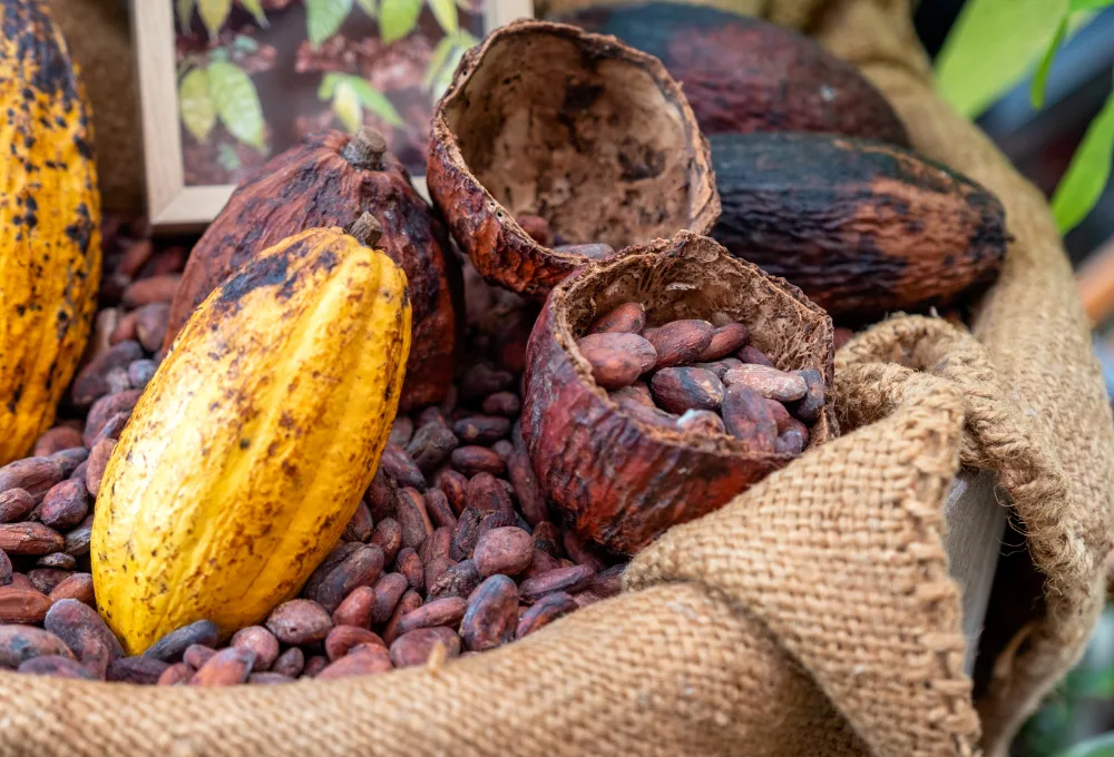 Cacao