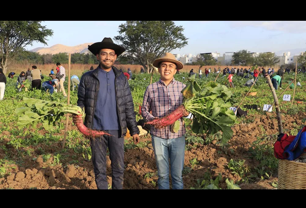 Noche de Rábanos Oaxaca