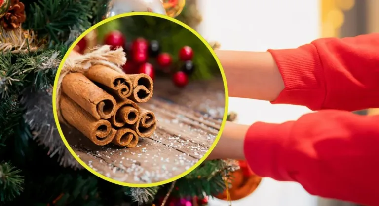 Colocar canela en el árbol de Navidad es una tradición que combina aroma, simbolismo y bienestar. Esta costumbre navideña tiene raíces profundas y actualmente vuelve con fuerza como parte de los rituales decembrinos.